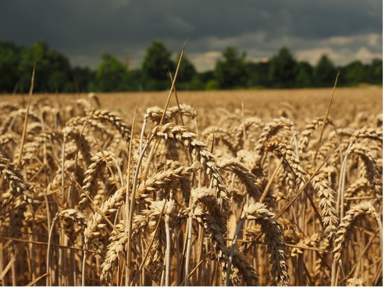 Niższe zapasy przejściowym wsparciem dla cen zbóż